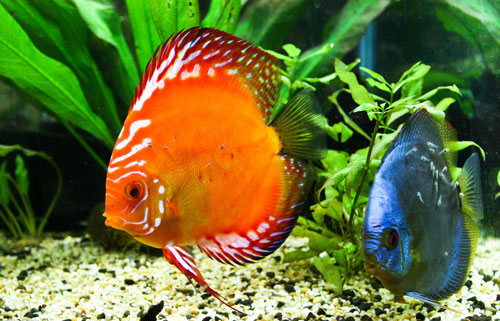 居家養魚風水講究，怎麽養魚招財運？